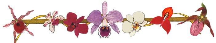 MALIBU ORCHID SOCIETY Volume XLVIII, xviii April 2012 President s Message: Annual Auction One of our most important events of the year is coming up in just a few days, our annual orchid auction on