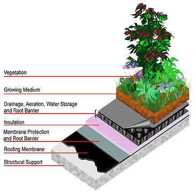 Green Roofs FUNCTIONS Improves stormwater management Improves air quality Temperature regulation