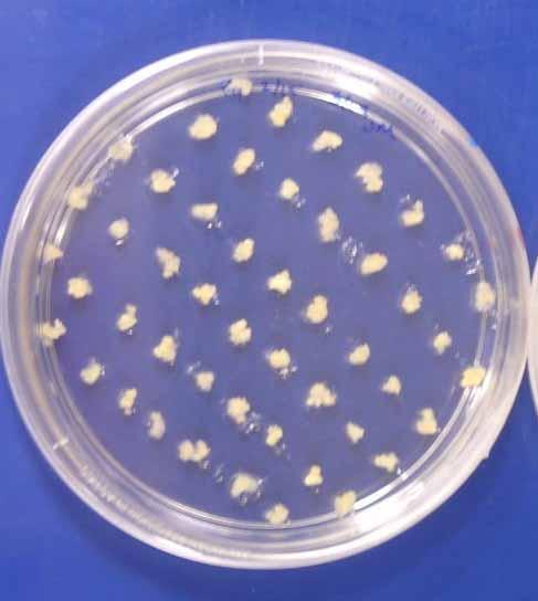 Rice Embryogenic Calli Explant Preparation One week prior to infection: To make sure that callus is actively growing and dividing, embryogenic callus is subcultured into small pieces (~1-2 mm.