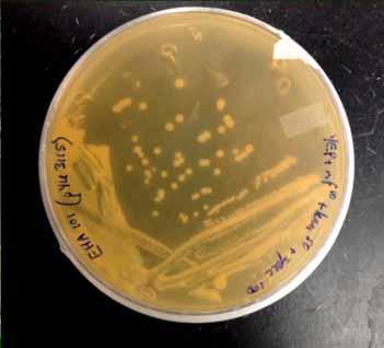 Preparation of Agrobacterium Initiation of Agrobacterium tumefaciens from stock culture: Streak the Agrobacterium culture for colony isolation from an -80 C glycerol stock onto a YEP medium plate