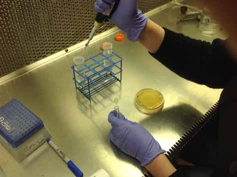 Preparation of Agrobacterium Infection Medium Add