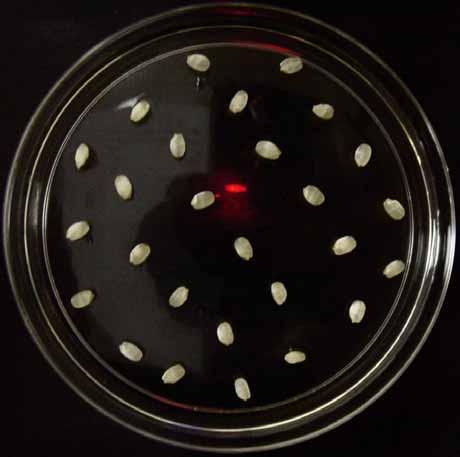 Embryogenic Callus Induction Mature seeds on embryogenic callus induction media Place 20 seeds into Petri dish containing callus