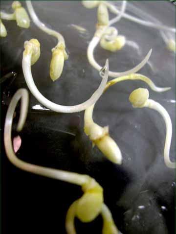 Embryogenic Callus Induction Mature seeds on embryogenic callus induction media after 1 week incubation at 25 C in darkness After 2 weeks, the