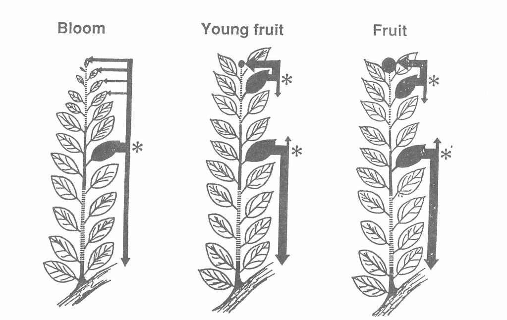 Movement of carbohydrates Fruit source CHO principally from leaves of same