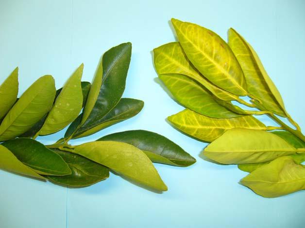 Previous work After 1952-1954 1954 outbreaks Affected leaves: low in calcium (1-2%, 3.5-4.