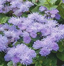 All Flats Have 36 Plants Unless Stated Otherwise AGERATUM Blue Violet