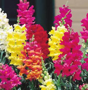 They are excellent for flower beds and fresh cut flower arrangements.