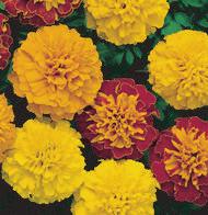All Flats Have 36 Plants Unless Stated Otherwise MARIGOLD Dwarf - Boy Series Height