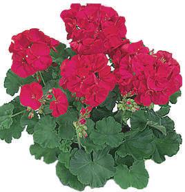 They are easy to grow and maintain. For bed results, clip for continuous blooms Clr.