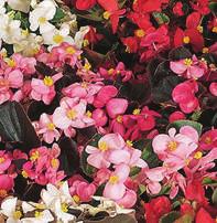12-18 These vibrant, continously- blooming annuals will b righten any sunny bed or