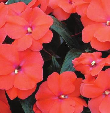 Yellow & Red WAX BEGONIA Green Leaf Height 6-8 These plants are excellent for beds