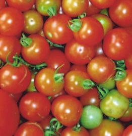 TOMATOES CHERRY Matures in 75 Days 1 fruit size Produces a continuous supply of cheery size fruits all summer