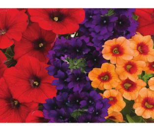 Flower Colors: Red, Blue, & Orange GLOSSY CHERRY A great