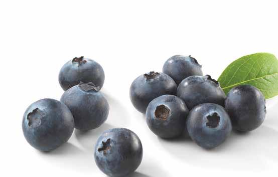 Introduction: Blueberry growers can now use Quash as part of an Integrated Pest Management (IPM) program for the control of many important diseases.