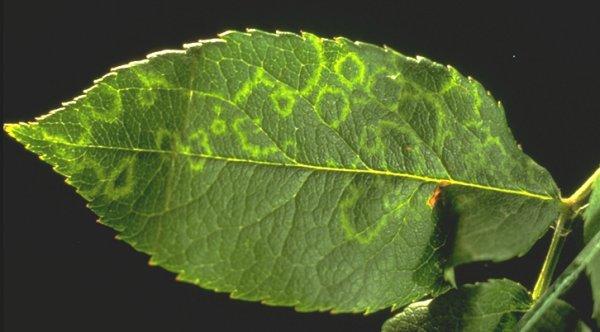 Virus (PNRSV) and Apple Mosaic Virus (ApMV). These two common viruses are found worldwide and are known to cause serious diseases in stone fruits and apples.
