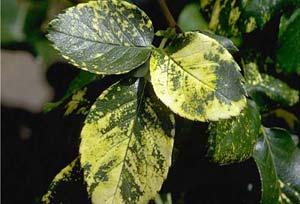 Infected portions of the plant can be pruned, however this simply removes the symptoms; the plant is
