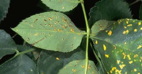 Rust on Ornamentals O & T Guide OD-7 Natalie P.
