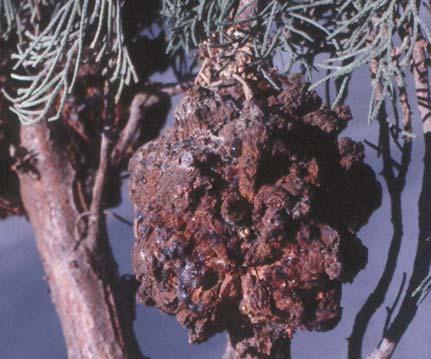 O & T Guide OD-1 page 2 Crown gall on juniper. Photo: E. Shannon, New Mexico State University. Crown gall on roots. Photo: APS. Crown gall on rose. Photo: North Carolina State University.
