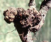 This disease rarely kills a mature plant on its own; however, the galls weaken plants, making them susceptible to other diseases, insects and environmental stresses.