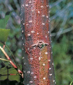 O & T Guide OD-6 page 2 Cytospora canker on spruce. Photo: University of Minnesota, Plant Disease Clinic. Canker with fruiting bodies caused by Cytospora.
