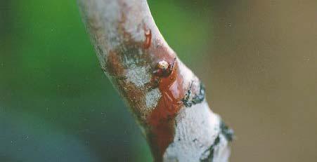 Photo: C. E. Swift, Colorado State University, Extension. Conditions for Disease: Cytospora canker only attacks trees that have been weakened by other stresses.