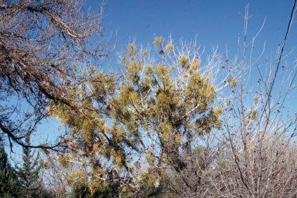 Management: The most effective means of managing true mistletoe is removal of the parasite as soon as it is discovered.