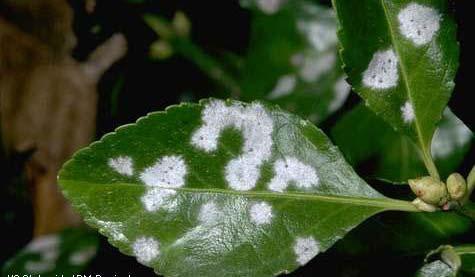 belong to the same fungal group. Powdery mildews are some of the most common diseases worldwide.