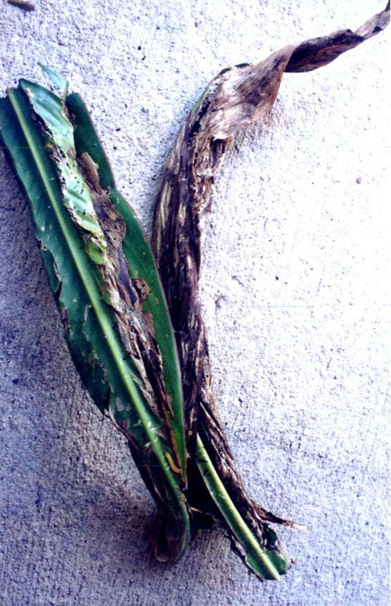CANNA LEAFROLLERS Long before the canna is damaged to this extent, look for the beginnings of a roll at the edge of a leaf or for the central