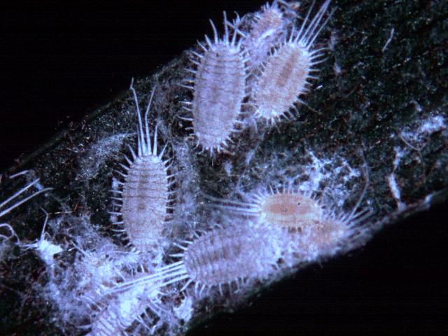Mealybugs: closely related to scales but