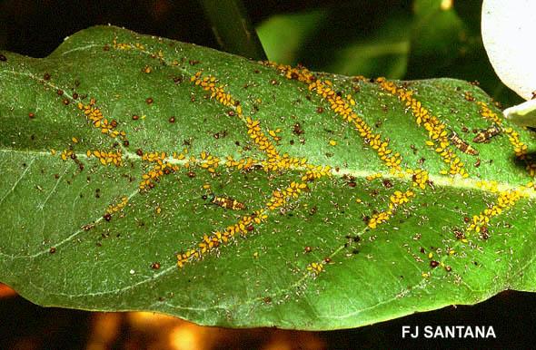 APHIDS ATTACK MANY TYPES OF PLANTS Some do a lot of damage.