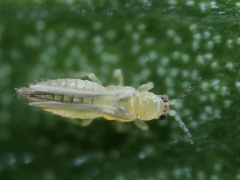 CHILLI THRIPS Chilli thrips are difficult for most people to see because Pale colored First and second