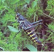 Here s a familiar big guy of the insect