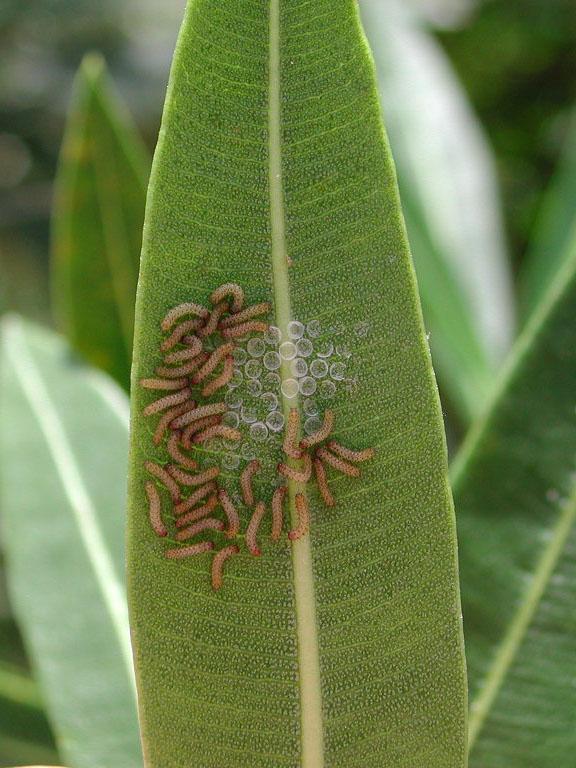 OLEANDER CATERPILLARS: First Instars and Empty Eggshells It s when they are this tiny or just a bit bigger that you should try to kill