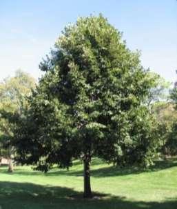 Birch Oak