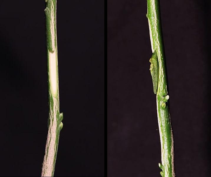 Buds should be wrapped immediately following their insertion into the rootstock. Wrap buds with budding tape (polyethylene strips about 1/2 inch wide by 6 10 inches long).