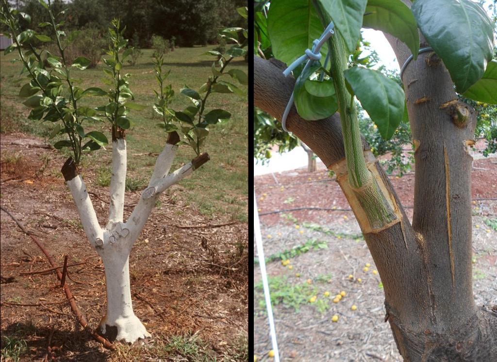 Other Propagation Methods for Citrus Grafting Grafting procedures other than budding involve the use of a scion with two or more buds.