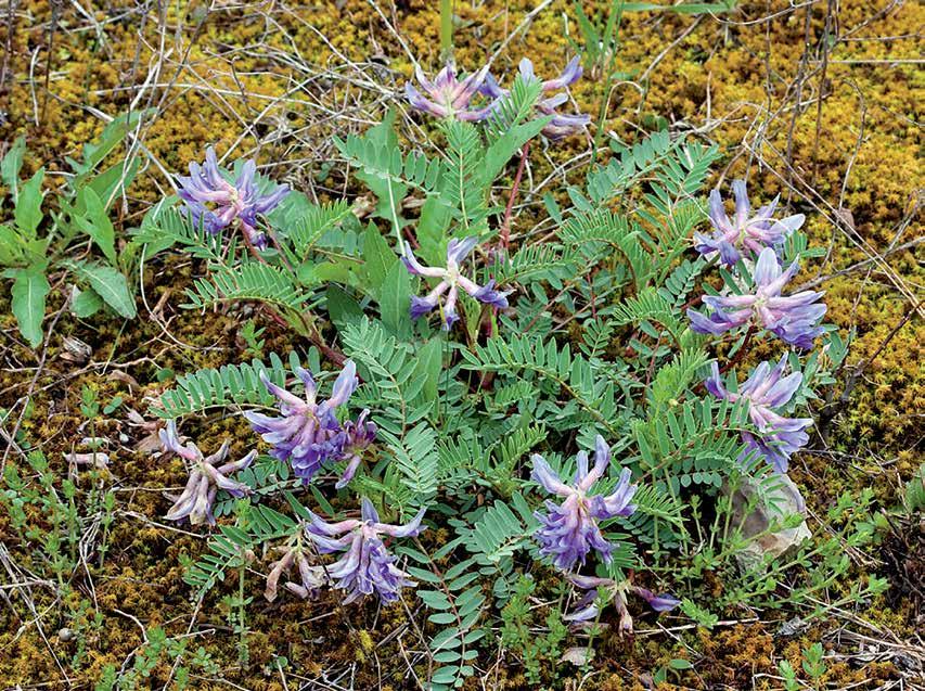 Quinn Long are working with the Tennessee Department of Natural Resources to save Astragalus bibullatus, Pyne s ground plum.