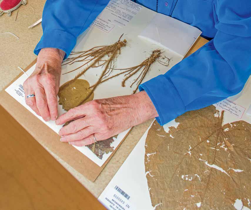 There is still an unknown number of un-accessioned specimens in the Herbarium, including many early acquisitions from Europe and North America.