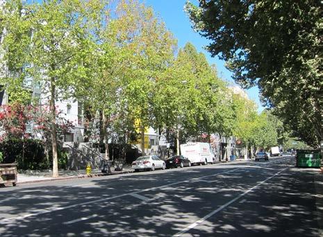 The urban forest contributes considerably to the identity and quality of life in Downtown from reducing the heat island effect, providing habitat, cooling the pedestrian environment and providing