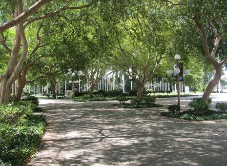 While the trees are notable and contribute to many of Downtown s streets, they play a critical role on reducing the width of wide streets and afford a more pleasant pedestrian experience on the major