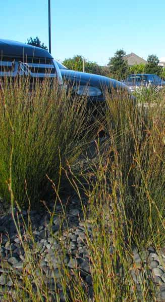 Design Objective The amenity value of commercial car parking areas is enhanced through good landscaping.