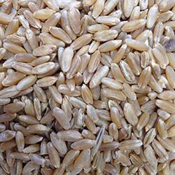 Seed Quality and Seed-Borne Diseases of Cereal Crops Seed generally refers to grain intended for planting, while grain is the term for sale into the marketplace as food, feed or fuel.