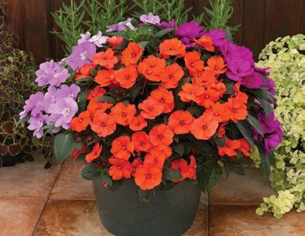 Compact PLANT HEIGHT: 12 18" PLANT WIDTH: 12 18" HABIT: Mounding Variety Vigor* TIMING