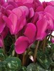 XL CYCLAMEN STANDARD I BEDDING I POTTED CROP Large flowers with very strong stems Bright colors with many flowers per plant Excellent potted crop Cyclamen At-a-Glance New Color!