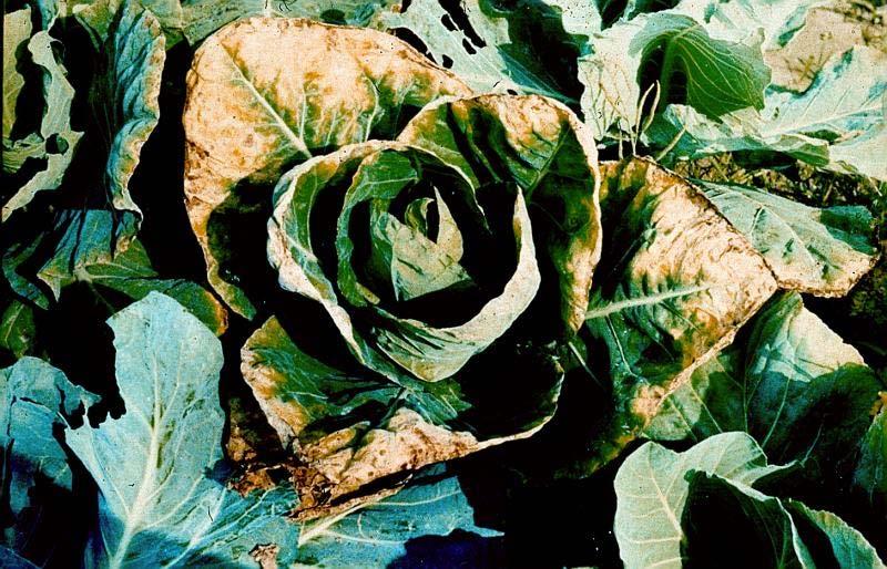 Nutrient Deficiencies Potassium deficiency on cabbage Photo