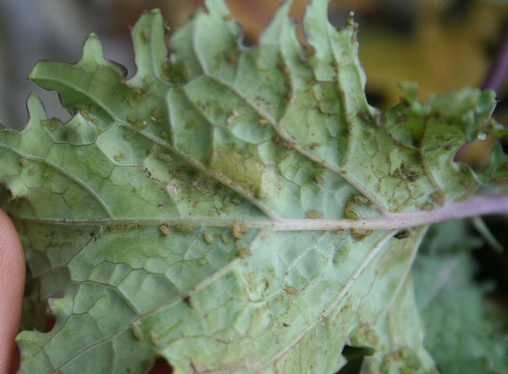 Aphids on kale