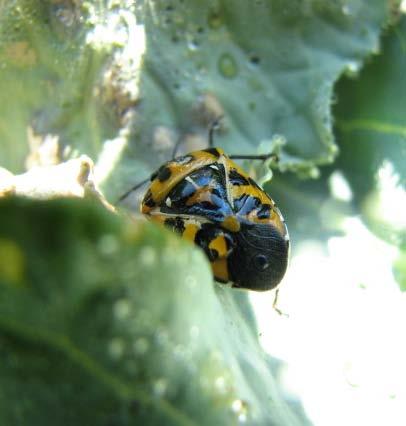 Cool Season Pests Flea beetles Harlequin bugs Aphids Diamondback