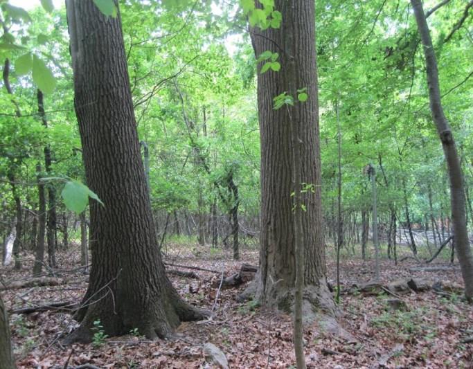 Forest on the Bui Property is good to fair quality with moderate levels of invasive plant species.