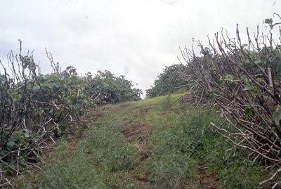 kava crop due to shot hole
