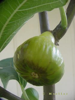 Figs and Citrus for Texas Gardens by Dr.